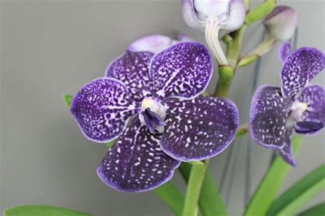 The Luy Magical Orchid: A Natural Remedy for Stress and Anxiety